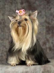 귀여운 애완동물