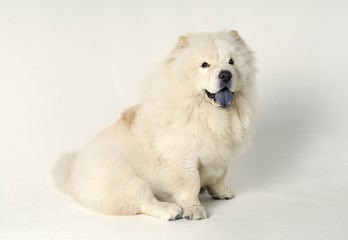 Obraz premium 귀여운 애완동물