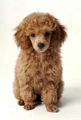 귀여운 애완동물