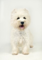 귀여운 애완동물