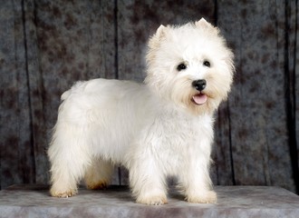 귀여운 애완동물