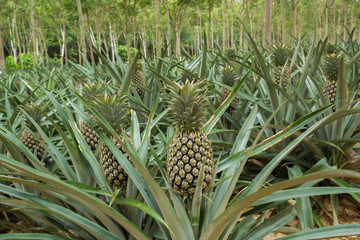 Obraz premium Pineapple plant field in rubber garden