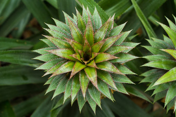 Pineapple plant field in rubber garden