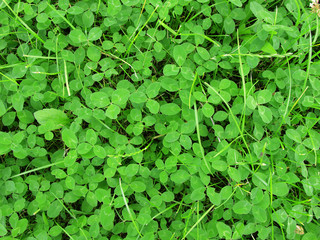 Green grass clover seamless texture