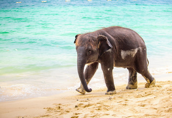 Little baby elephant bathes