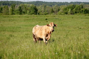 Cow in field