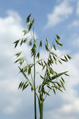 Hafer; Avena, sativa; Haferkorn;