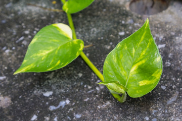 Golden pothos, ornamental plants