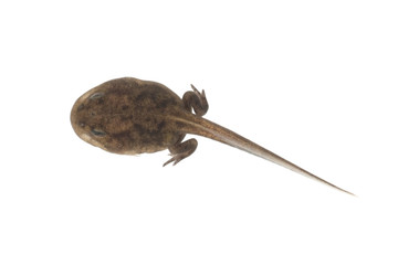 Kaulquappen, Kroete, 10, Wochen alt