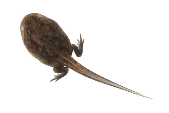 Kaulquappen, Kroete, 10, Wochen alt