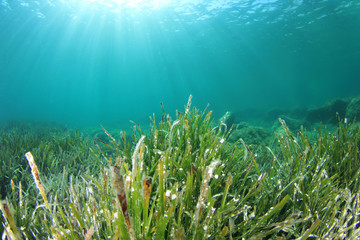Naklejka na ściany i meble Sea Grass Underwater