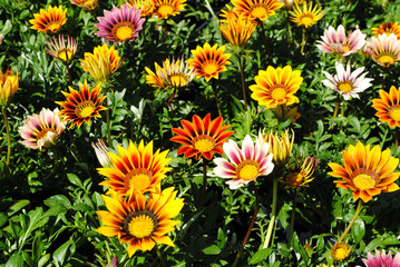 Background of Colorful Gerber Daisies in the Summer Sun