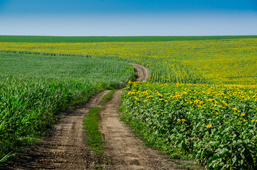 Fototapeta na wymiar Road in a field of sunflowers