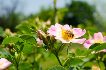 Fototapeta premium Bee colecting pollen from flowers