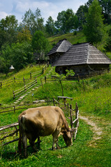 Country house and cow - 66099314