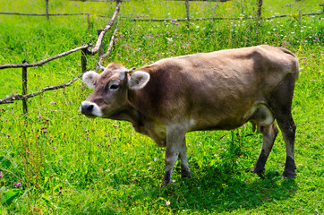 Cow on green grass - 66099369
