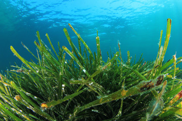 Fototapeta na wymiar Sea Grass Underwater