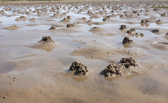 Lugworm casts