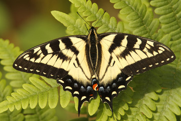 Canadian Tiger Swallowtail