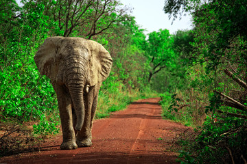 Elephant in Mole National Park, Ghana - obrazy, fototapety, plakaty