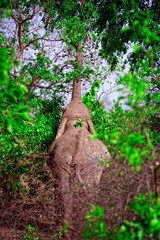 African elephant eating leaves at high level  in Mole National Park, Ghana