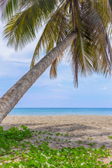 Beach and Coconut tree