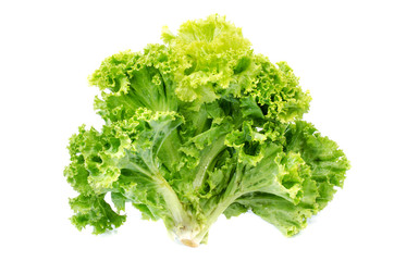 Fototapeta premium Fresh lettuce salad leaves bunch