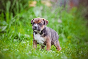 staffordshire bull terrier puppy