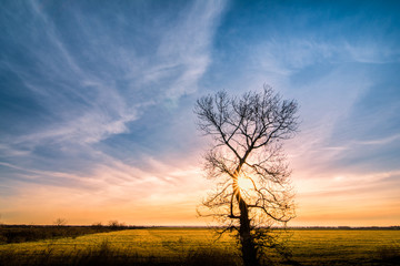 Hugging the sunset - alone tree with sun rays, green grass and b - 66100524