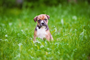 staffordshire bull terrier puppy © otsphoto