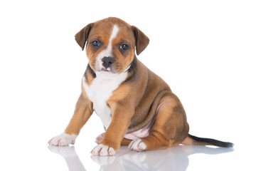 staffordshire bull terrier puppy