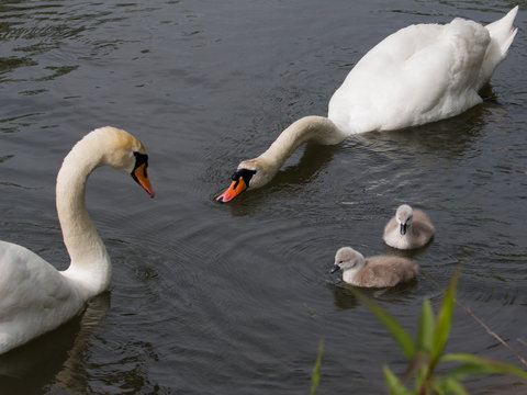 รูปภาพStolze – เลือกดูภาพถ่ายสต็อก เวกเตอร์ และวิดีโอ632 | Adobe Stock
