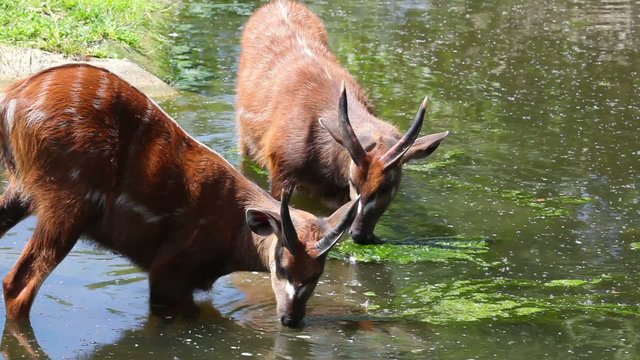 Antelope Sitatunga eat water algae in the small lake