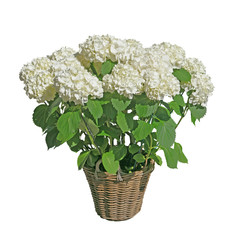hortensia blanc en pot