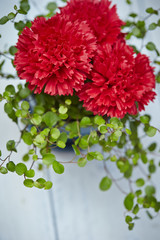 Fototapeta premium Carnations