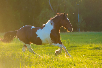 Paint horse runs gallop on freedom