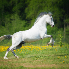 Obraz na płótnie Canvas White horse playing on the meadow