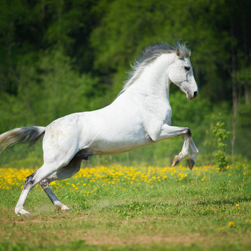 White horse playing on the meadow