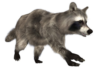 Raccoon