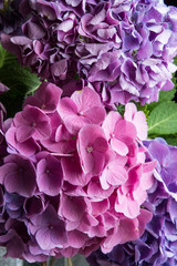 Obraz premium Ortensie