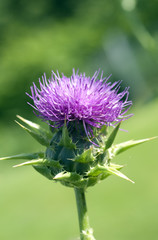Mariendistel; Silybum; marianum; Distel; oelpflanze;