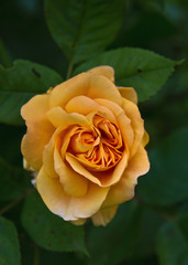 Rosenblüte in zartorange