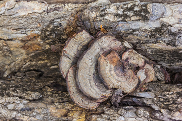Close up view of a natural texture, tree bark.