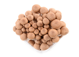 shimeji mushroom isolated