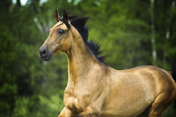golden horse akhal-teke portrait in motion in summer