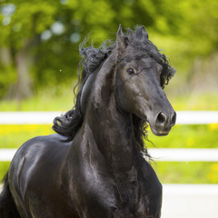 Black Friesian horse runs gallop in summer