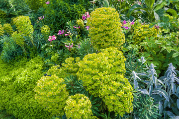 Blumenbeet mit Wolfsmilch