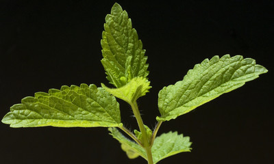 Zitronenmelisse; Melissa; officinalis;