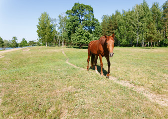 horse walking along the trail