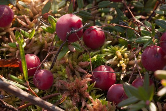 cranberries in natural surroundings